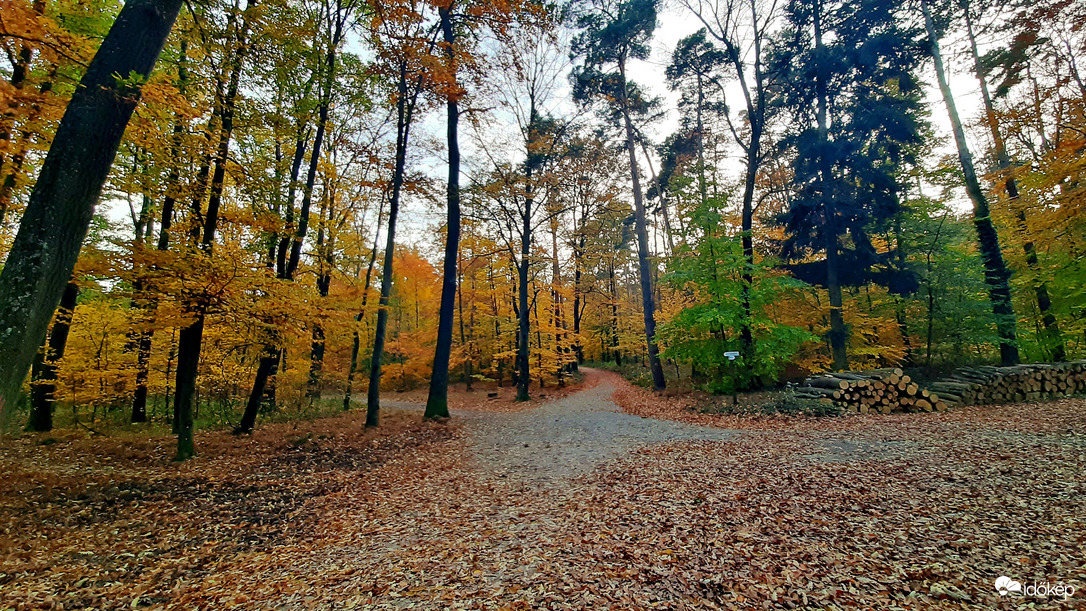 Melyik utat válasszam az őszülő erdőben? :)