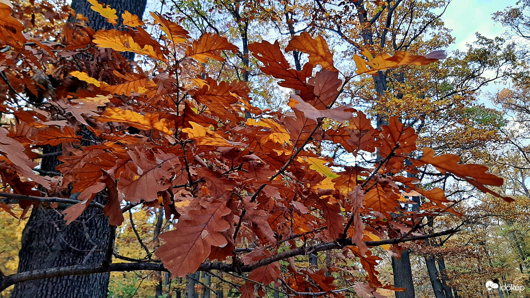 Még egy kis őszi szín a Soproni Parkerdőben 2. :)