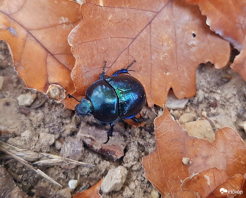 Vagy valami, vagy megy valahova... - Elvileg tavaszi álganéjtúró (Ősszel - Nooormááális??) :))