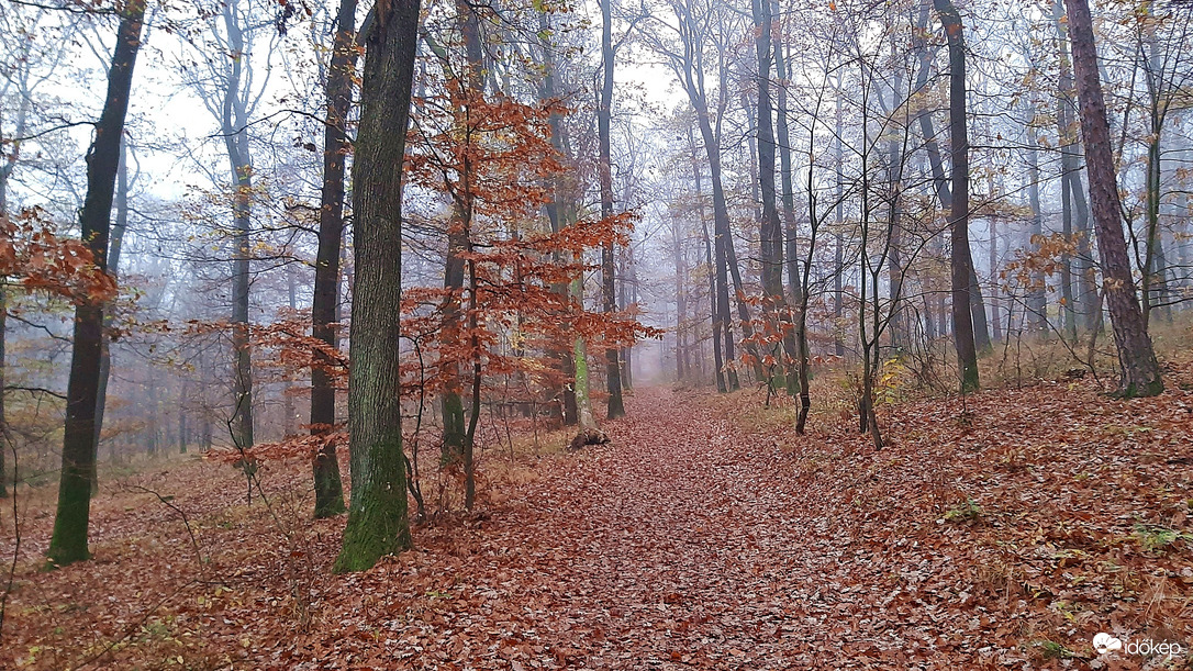Egy ködös őszi nap a Soproni Parkerdőben :)