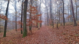 Egy ködös őszi nap a Soproni Parkerdőben :)