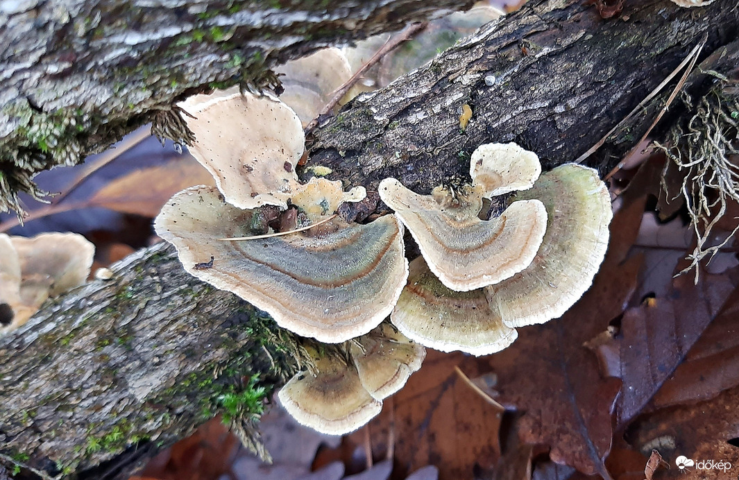 Túlélő gombák november végéhez közeledve 2. :)