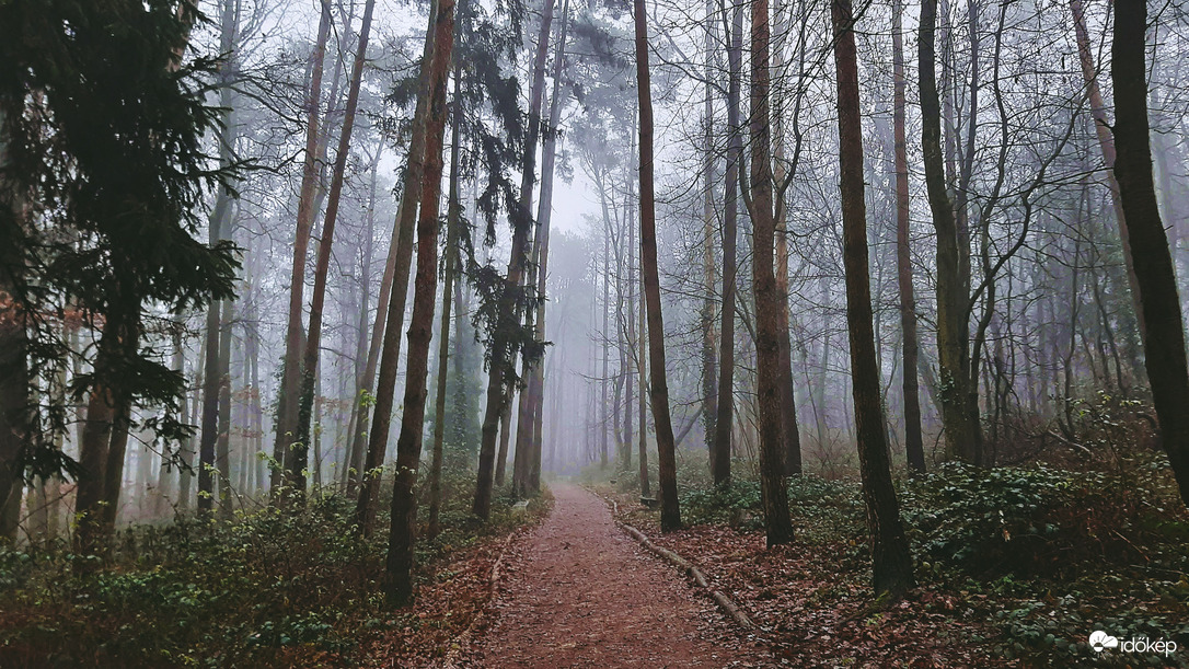 Ködbe vezető erdei séta 2. :)