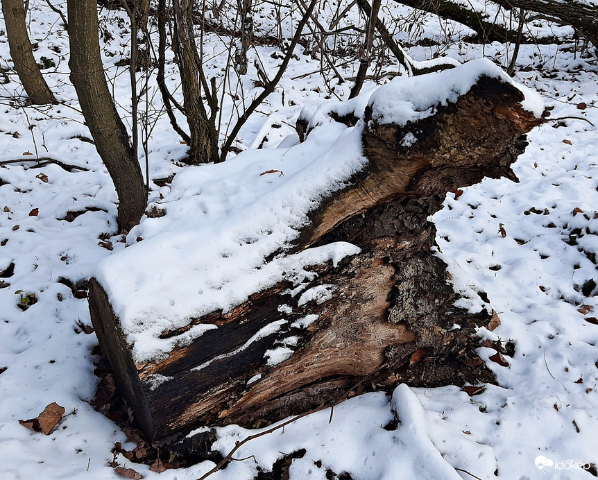 Végre egy kis havas látvány a Soproni Parkerdőben 2. :)