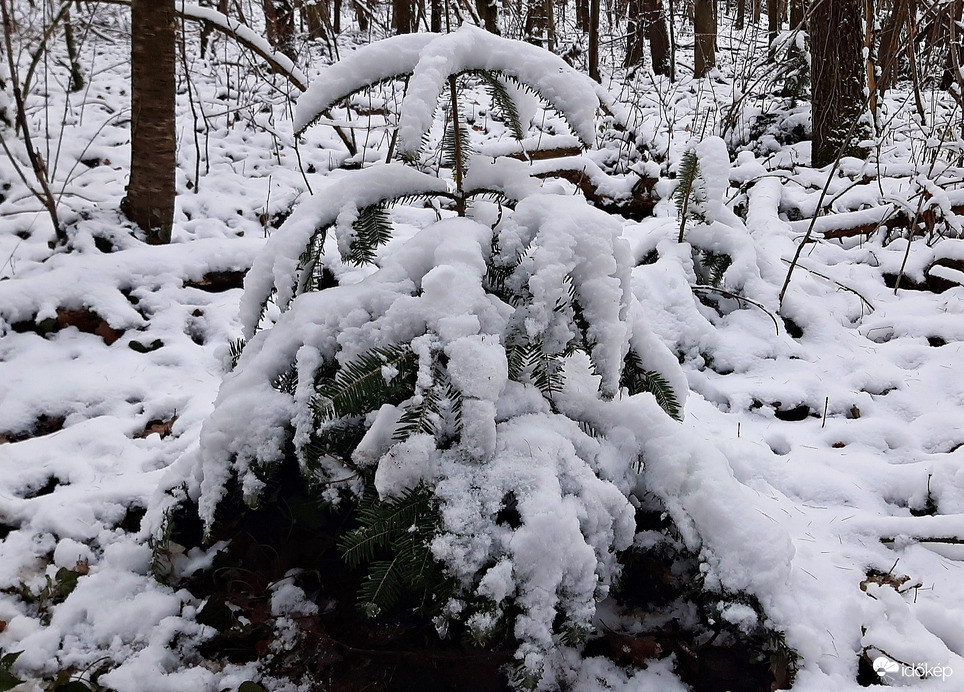 Végre egy kis havas látvány a Soproni Parkerdőben 3. :)