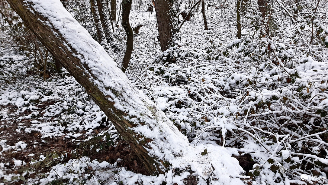 Végre egy kis havas látvány a Soproni Parkerdőben 4. :)