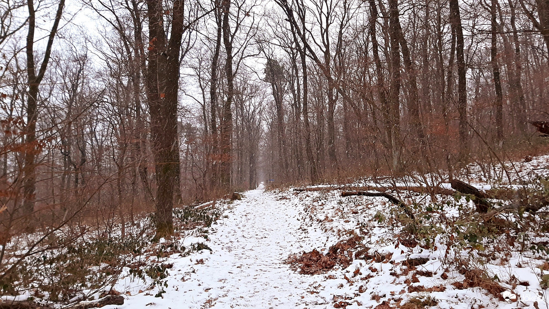 Havazás a Soproni Parkerdőben január elején :)