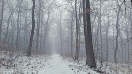 Köd és hó találkozás a Soproni Parkerdőben 2. :)