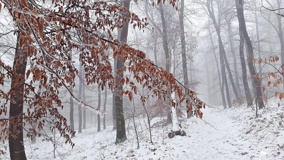 Köd és hó találkozás a Soproni Parkerdőben egy csipetnyi ősszel fűszerezve :)