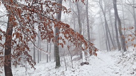 Köd és hó találkozás a Soproni Parkerdőben egy csipetnyi ősszel fűszerezve :)