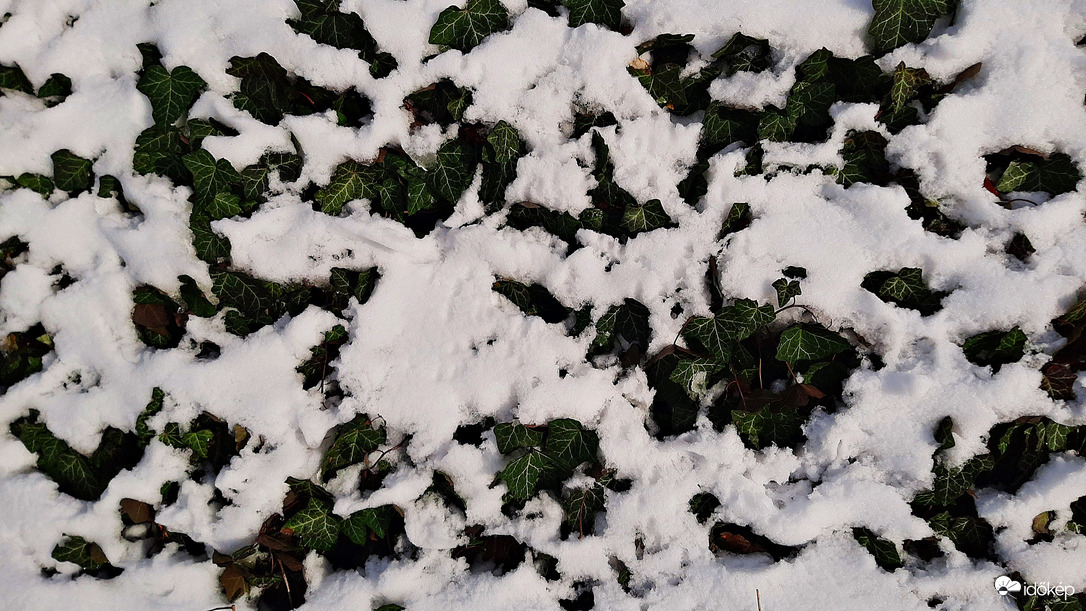 Hó és borostyán talákozása... :)