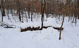 Közel 30 cm hó a Soproni Parkerdőben 6. :)