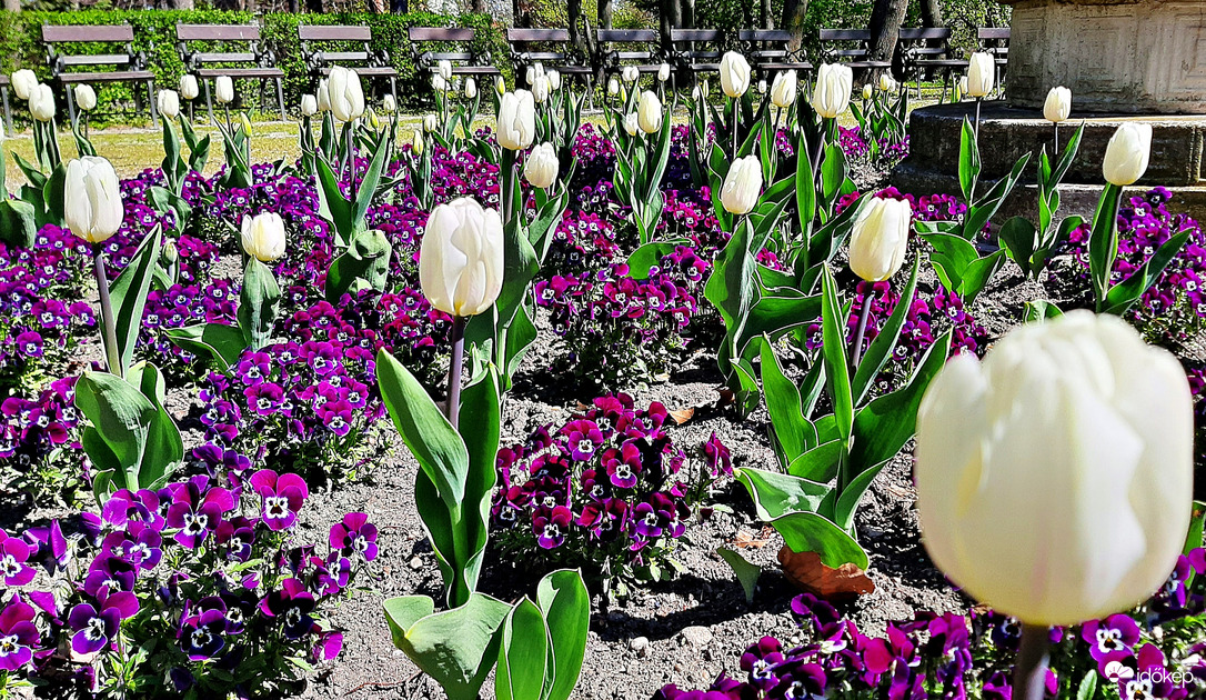 Lila és fehér kontrasztja az Erzsébet-kertben :)