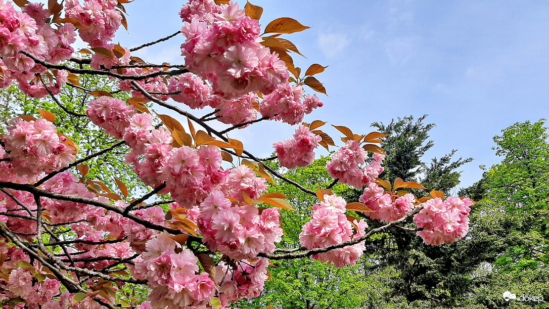 Japán díszcseresznye fák ölelésében 2. :)