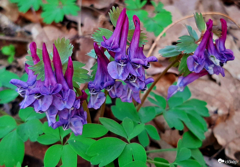 Megjelent az odvas keltike is a Soproni Parkerdőben 1. :)