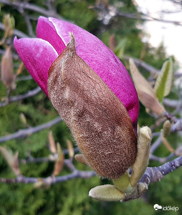 Rózsaszín magnólia még bimbósan 1. :)