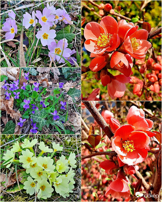 Márciusi trió - Kankanlin, ibolya, japánbirs :)