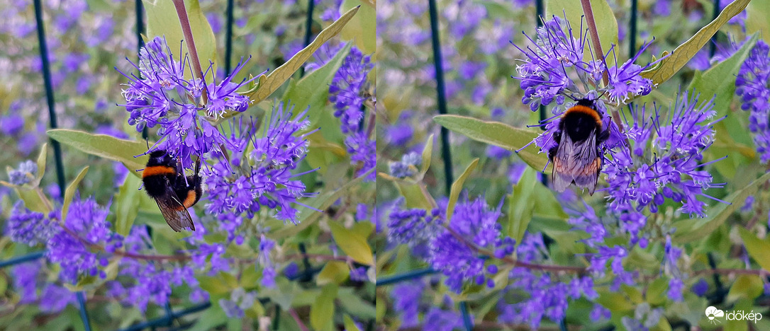 Angol kékszakáll és "vendége" :)
