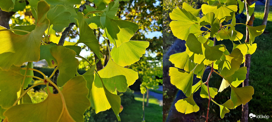 Ginko biloba a lemenő nap fényében :)