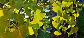 Ginko biloba a lemenő nap fényében :)