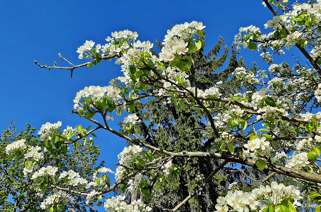 Virágzó körtefa teljes pompájában :)