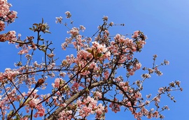 Virágzik a kikeleti bangita 2. :)