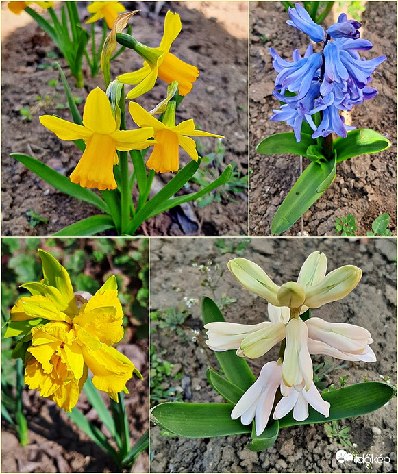 Nagymamám emlékére, akitől sajnos egy hete végső búcsút vettünk... :..( - Az ő kertjének szépségei... :(