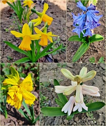 Nagymamám emlékére, akitől sajnos egy hete végső búcsút vettünk... :..( - Az ő kertjének szépségei... :(