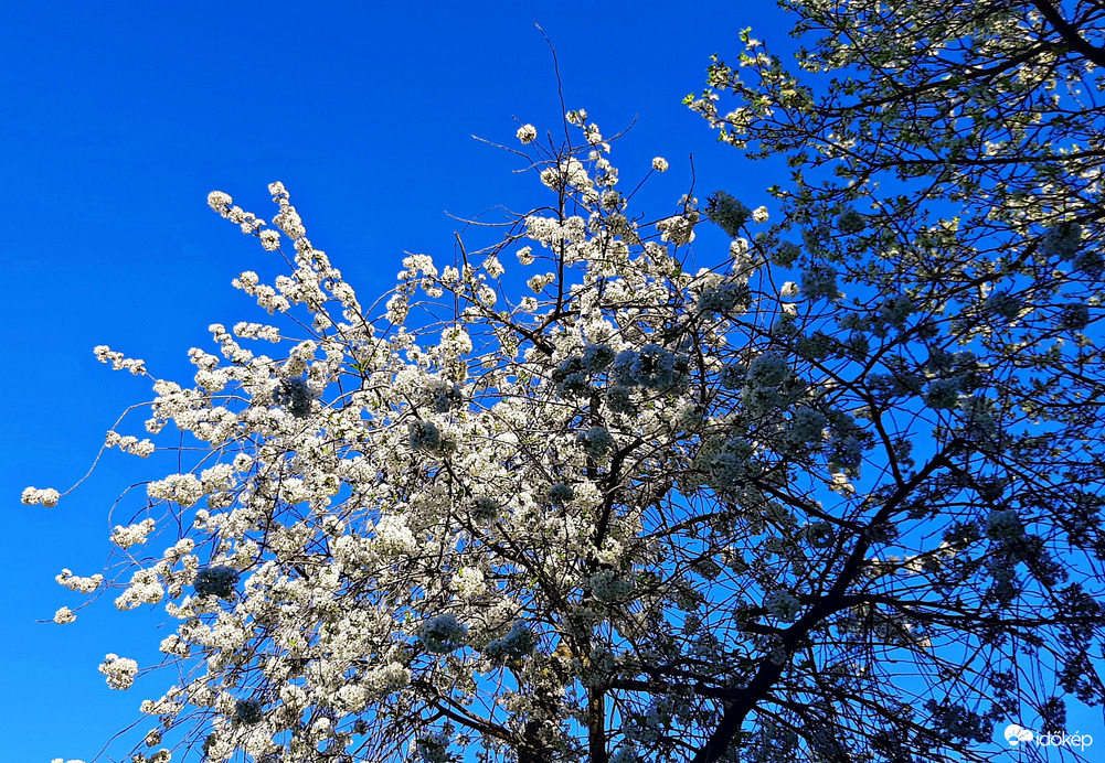 Cseresznyefa teljes pompájában :)