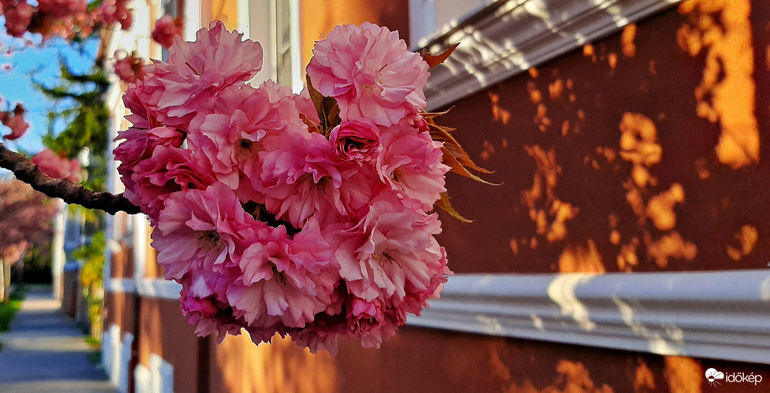 Japán díszcseresznye, mint utcarészlet 1. :)