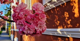 Japán díszcseresznye, mint utcarészlet 1. :)