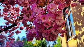 Japán díszcseresznye, mint utcarészlet 2. :)