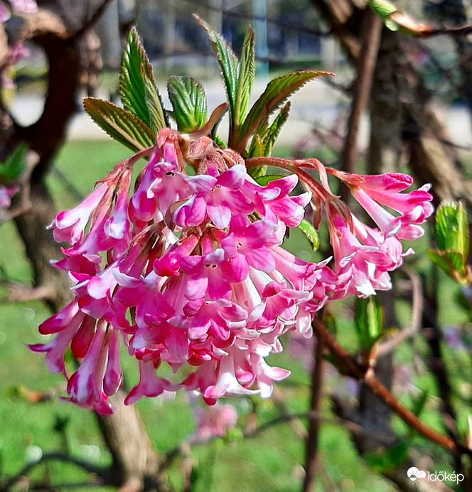 Virágzik a kikeleti bangita 1. :)