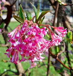 Virágzik a kikeleti bangita 1. :)