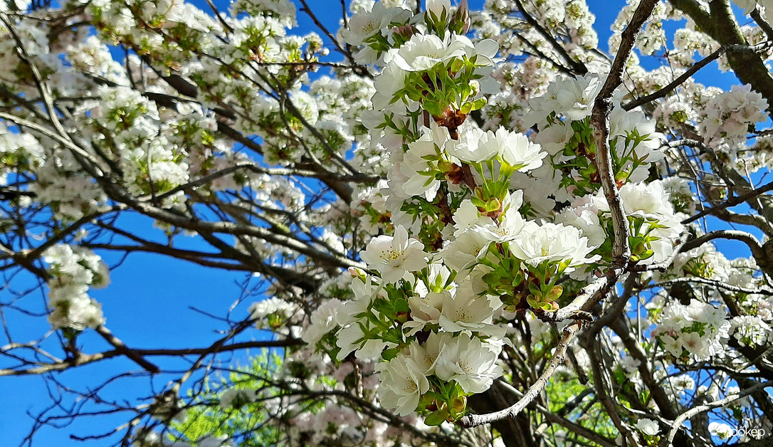 Japán díszcseresznye fehérben 2. :)