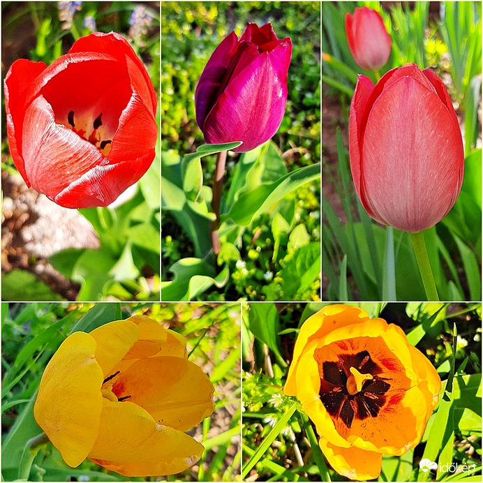 Egy kis tulipán kollekció :)
