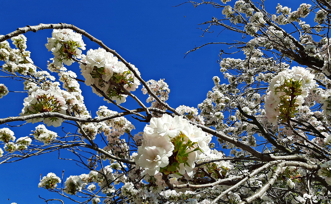 Japán díszcseresznye fehérben 3. :)