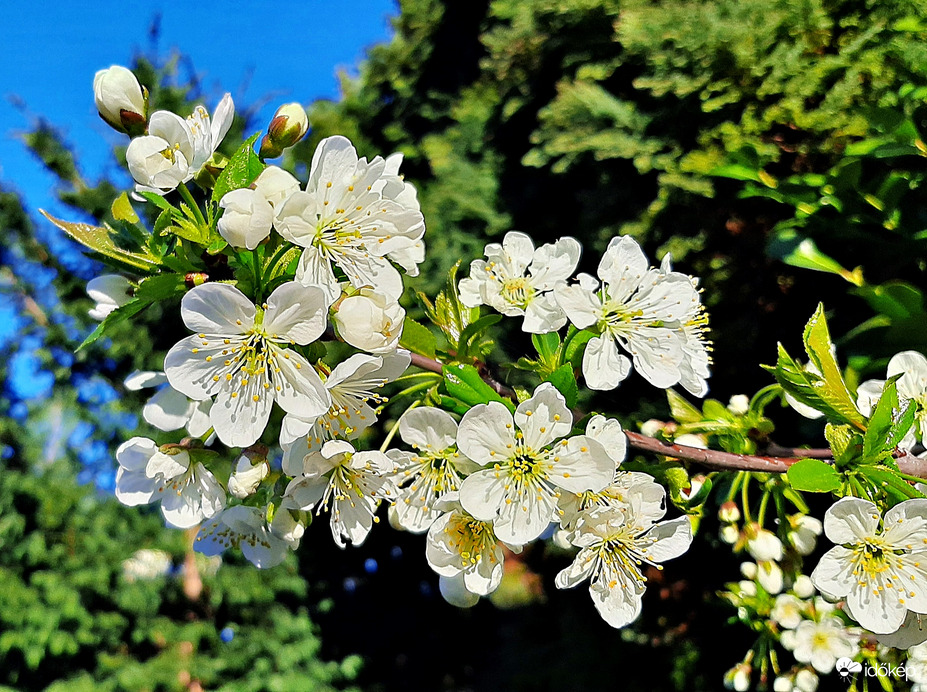 Virágzó cseresznye :)