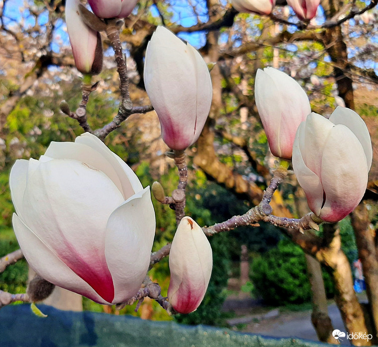 Fehér magnólia teljes pompájában 5. :)