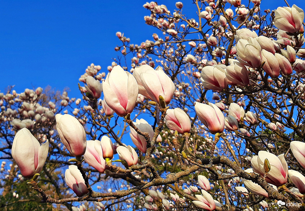 Fehér magnólia teljes pompájában 4. :)