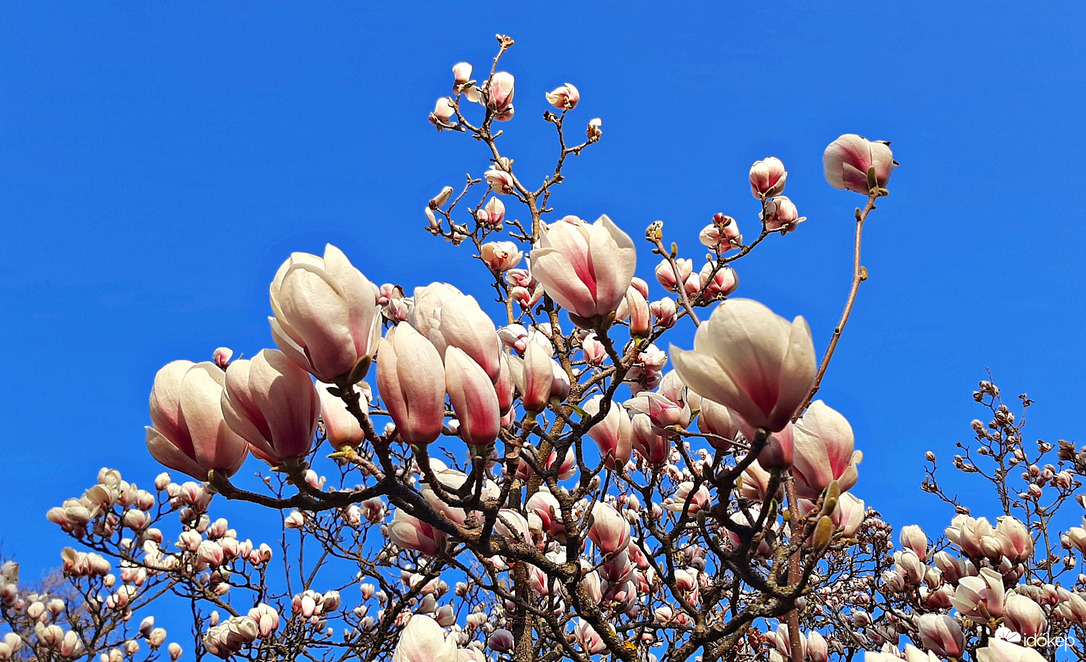 Fehér magnólia teljes pompájában 3. :)