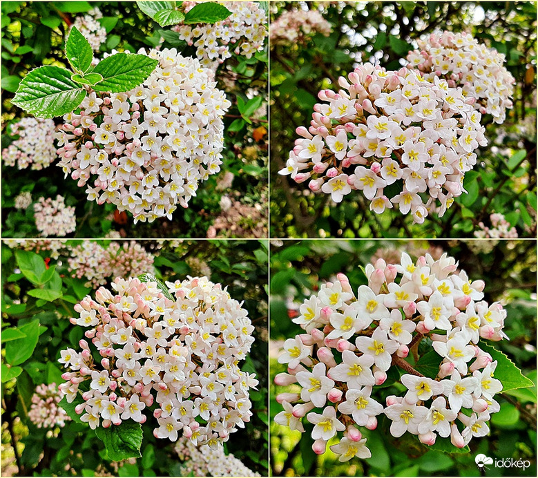 Tavaszi bangita quartett... :)