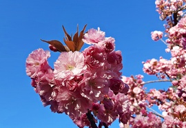 Japán díszcseresznye teljes pompájában 1. :)