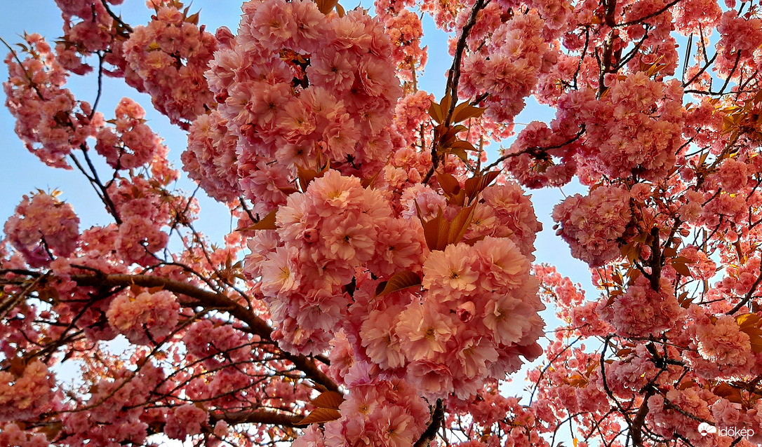 Japán díszcseresznye teljes pompájában 4. :)