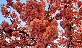 Japán díszcseresznye teljes pompájában 4. :)