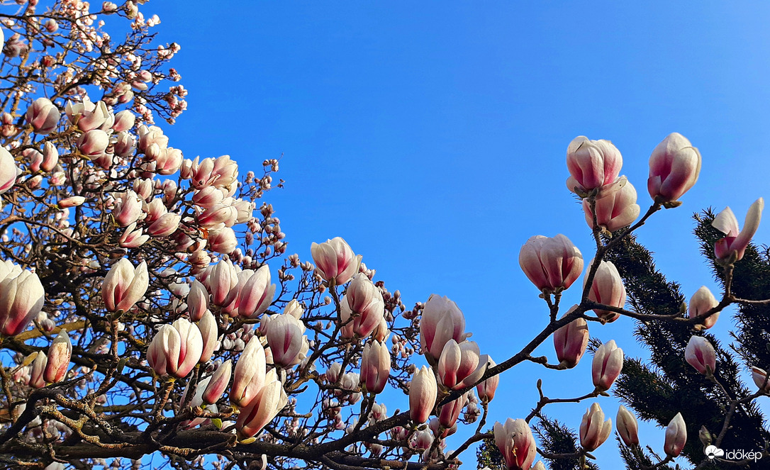 Fehér magnólia teljes pompájában 2. :)