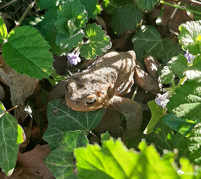 Egy ritka idegen akadt az utamba... - elvileg barna varangy :)