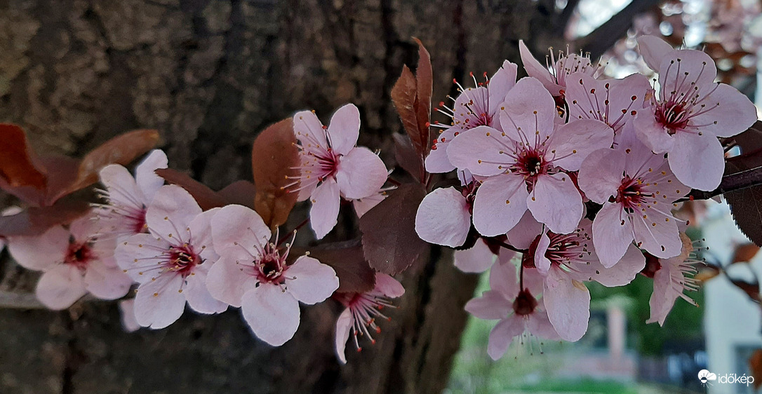 Vérszilva virágzása 2. :)