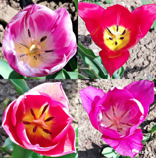 Tulipán egyveleg :)