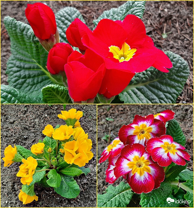 Egy csokor primula :)